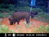 July Trailcams
